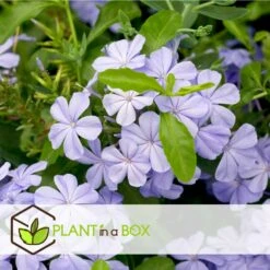 Plumbago Auriculata - Set De 6 - Grimpante Fleurie - Pot 9cm - Hauteur 25-40cm -Terre et Verdure 64594c844e6b83.51847532