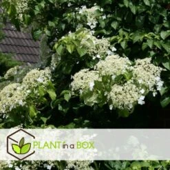 Hortensia Petiolaris - Set De 6 - Hortensia Grimpant - Pot 9cm - Hauteur 25-40cm -Terre et Verdure 64594c8e24d139.12664719