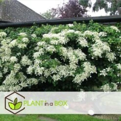 Hortensia Petiolaris - Set De 6 - Hortensia Grimpant - Pot 9cm - Hauteur 25-40cm -Terre et Verdure 64594c8e465149.53064897