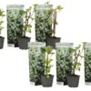 Hortensia Petiolaris - Set De 6 - Hortensia Grimpant - Pot 9cm - Hauteur 25-40cm -Terre et Verdure 64594c8e4f7e07.81904207
