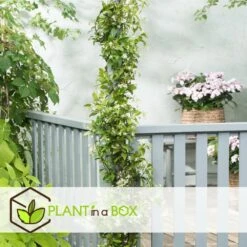 Jasmin Xl - Plante Grimpante - Pot 17cm - Hauteur 110-120cm -Terre et Verdure 64594d51843775.01884441