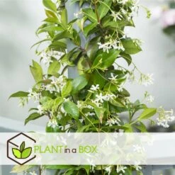 Jasmin Xl - Plante Grimpante - Pot 17cm - Hauteur 110-120cm -Terre et Verdure 64594d518cf5e8.44702787