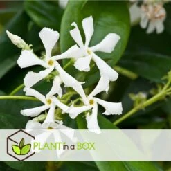 Jasmin Xl - Plante Grimpante - Pot 17cm - Hauteur 110-120cm -Terre et Verdure 64594d519ae3a7.69029603