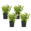 Viburnum Tinus - Set De 4 - Véritable Laurier - Pot 17cm - Hauteur 25-40cm -Terre et Verdure 64594fc72f2834.02350595