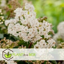 Viburnum Tinus - Set De 4 - Véritable Laurier - Pot 17cm - Hauteur 25-40cm -Terre et Verdure 64594fc73362b6.46971732