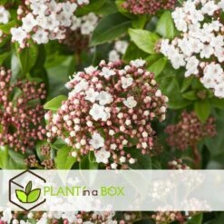 Viburnum Tinus - Set De 4 - Véritable Laurier - Pot 17cm - Hauteur 25-40cm -Terre et Verdure 64594fc73be811.42083201