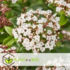 Viburnum Tinus - Set De 4 - Véritable Laurier - Pot 17cm - Hauteur 25-40cm -Terre et Verdure 64594fc7449982.12702596