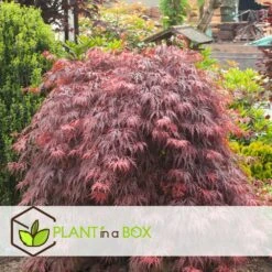 Acer Palmatum 'garnet' - Set De 2 - Erable - Pot 19cm - Hauteur 60-70cm -Terre et Verdure 64594fca26f953.48731481