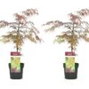 Acer Palmatum 'garnet' - Set De 2 - Erable - Pot 19cm - Hauteur 60-70cm -Terre et Verdure 64594fca31caf5.99683373