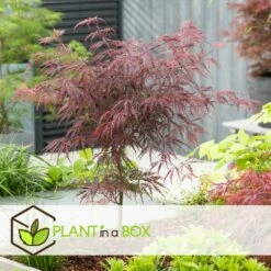 Acer Palmatum 'garnet' - Set De 2 - Erable - Pot 19cm - Hauteur 60-70cm -Terre et Verdure 64594fca4b0651.02108510