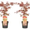 Acer Palmatum 'atropurpureum' - Set De 2 - Erable - Pot 19cm - Hauteur 60-70cm 2 Acer Palmatum 'atropurpureum' - Set De 2 - Erable - Pot 19cm - Hauteur 60-70cm -Terre et Verdure 64594fdc8232c6.72165609