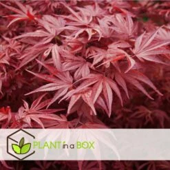 Acer Palmatum 'atropurpureum' - Set De 2 - Erable - Pot 19cm - Hauteur 60-70cm -Terre et Verdure 64594fdc8bb888.54159068