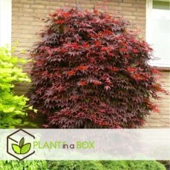 Acer Palmatum 'atropurpureum' - Set De 2 - Erable - Pot 19cm - Hauteur 60-70cm -Terre et Verdure 64594fdc9db923.88068489