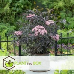 Sambucus Nigra 'black Lace' - Set De 4 - Pot 17cm - Hauteur 25-40cm 10 Sambucus Nigra 'black Lace' - Set De 4 - Pot 17cm - Hauteur 25-40cm -Terre et Verdure 64594fe017ff58.54905189