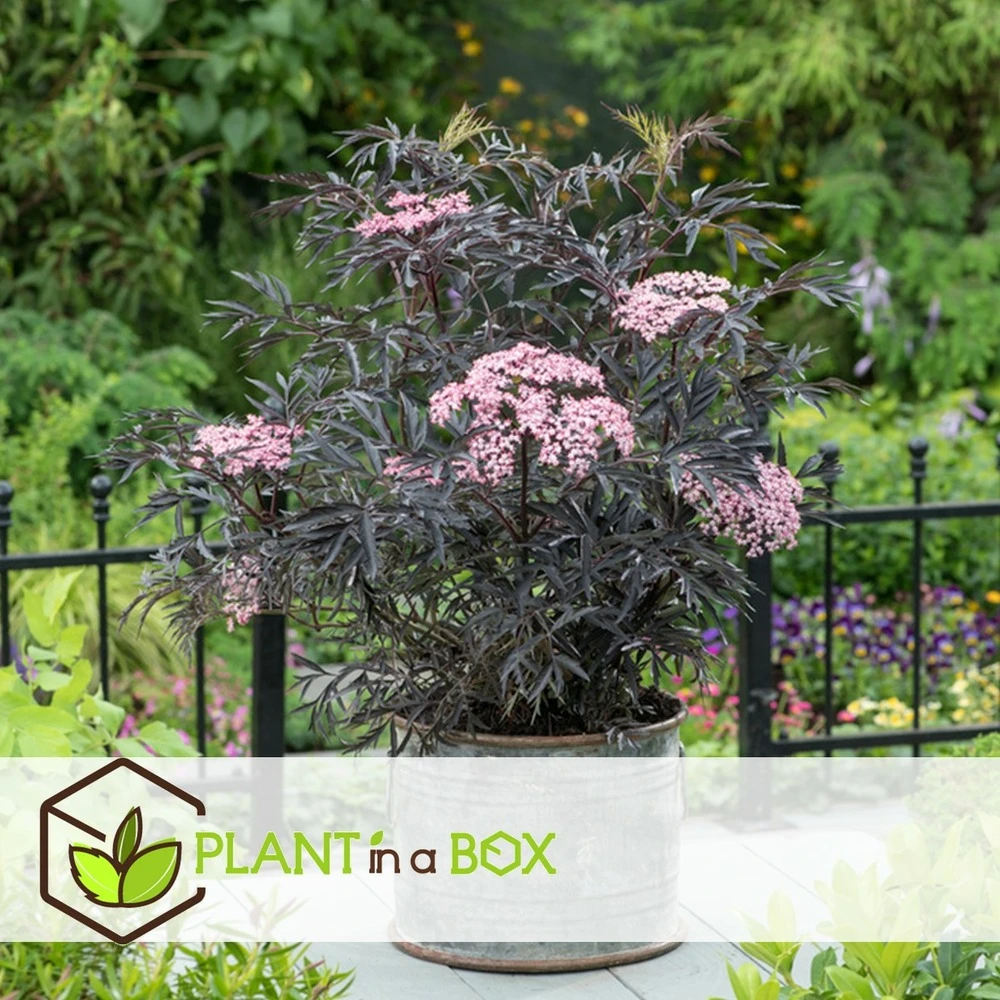 Sambucus Nigra 'black Lace' - Set De 4 - Pot 17cm - Hauteur 25-40cm 6 Sambucus Nigra 'black Lace' - Set De 4 - Pot 17cm - Hauteur 25-40cm – Image 4