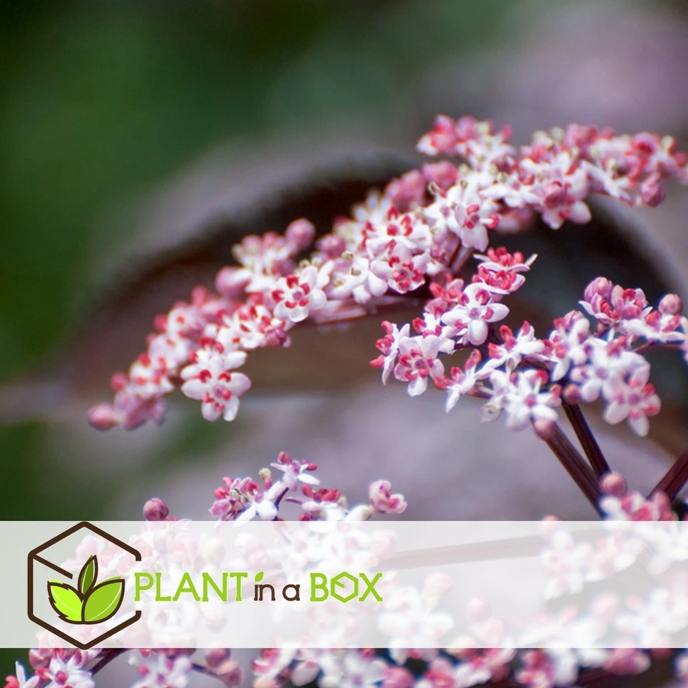 Sambucus Nigra 'black Lace' - Set De 4 - Pot 17cm - Hauteur 25-40cm 5 Sambucus Nigra 'black Lace' - Set De 4 - Pot 17cm - Hauteur 25-40cm – Image 3