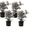 Sambucus Nigra 'black Lace' - Set De 4 - Pot 17cm - Hauteur 25-40cm 1 Sambucus Nigra 'black Lace' - Set De 4 - Pot 17cm - Hauteur 25-40cm -Terre et Verdure 64594fe02fd2c6.05769829