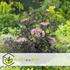 Sambucus Nigra 'black Lace' - Set De 4 - Pot 17cm - Hauteur 25-40cm 11 Sambucus Nigra 'black Lace' - Set De 4 - Pot 17cm - Hauteur 25-40cm -Terre et Verdure 64594fe03806c9.54643939