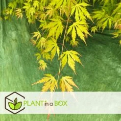 Érable Du Japon 'orange Lace' - érable Du Japon - Pot 19 - Hauteur 60-70cm -Terre et Verdure 64594fe370eab8.96202355