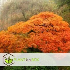 Érable Du Japon 'orange Lace' - érable Du Japon - Pot 19 - Hauteur 60-70cm -Terre et Verdure 64594fe398ecf4.82427058