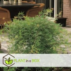 Acer Palmatum 'emerald Lace' - Set De 2 - Erable - Pot 19cm - Hauteur 60-70cm 10 Acer Palmatum 'emerald Lace' - Set De 2 - Erable - Pot 19cm - Hauteur 60-70cm -Terre et Verdure 64594fe76484d1.79791635