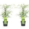 Acer Palmatum 'emerald Lace' - Set De 2 - Erable - Pot 19cm - Hauteur 60-70cm -Terre et Verdure 64594fe769cf97.43356321