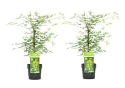 Acer Palmatum 'emerald Lace' - Set De 2 - Erable - Pot 19cm - Hauteur 60-70cm