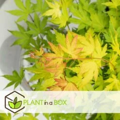 Acer 'orange Dream' - Set De 2 - Erable Japonais - Pot 19cm - Hauteur 60-70cm -Terre et Verdure 64594fee6b73d3.76688745