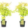 Acer 'orange Dream' - Set De 2 - Erable Japonais - Pot 19cm - Hauteur 60-70cm -Terre et Verdure 64594fee7cce94.98078015