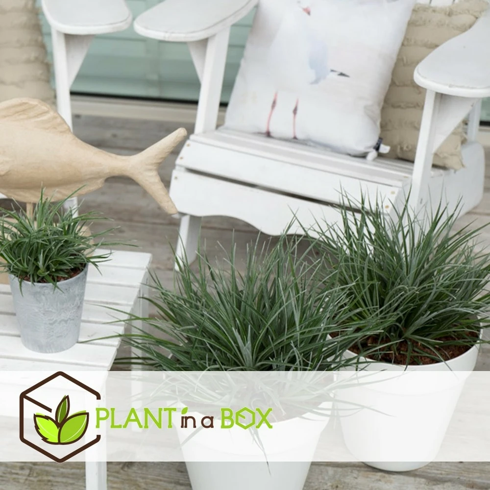 Fascicularia - Set De 2 - Feuilles Bleu-gris - Pot 13cm - Hauteur 20-30cm 4 Fascicularia - Set De 2 - Feuilles Bleu-gris - Pot 13cm - Hauteur 20-30cm – Image 2