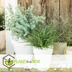 Fascicularia - Set De 2 - Feuilles Bleu-gris - Pot 13cm - Hauteur 20-30cm 10 Fascicularia - Set De 2 - Feuilles Bleu-gris - Pot 13cm - Hauteur 20-30cm -Terre et Verdure 64594ff3527889.00738581