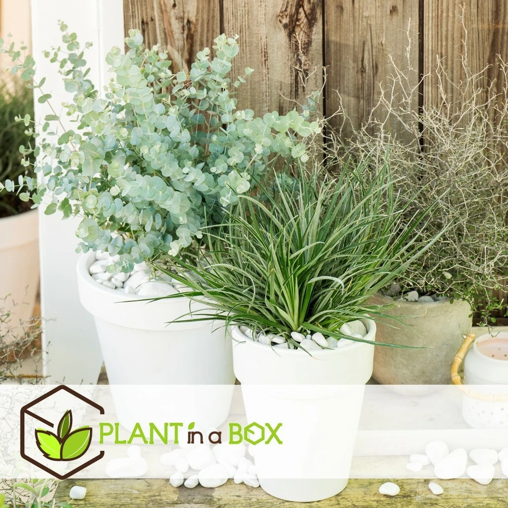 Fascicularia - Set De 2 - Feuilles Bleu-gris - Pot 13cm - Hauteur 20-30cm 6 Fascicularia - Set De 2 - Feuilles Bleu-gris - Pot 13cm - Hauteur 20-30cm – Image 4