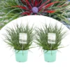 Fascicularia - Set De 2 - Feuilles Bleu-gris - Pot 13cm - Hauteur 20-30cm 2 Fascicularia - Set De 2 - Feuilles Bleu-gris - Pot 13cm - Hauteur 20-30cm -Terre et Verdure 64594ff357ca15.61285521