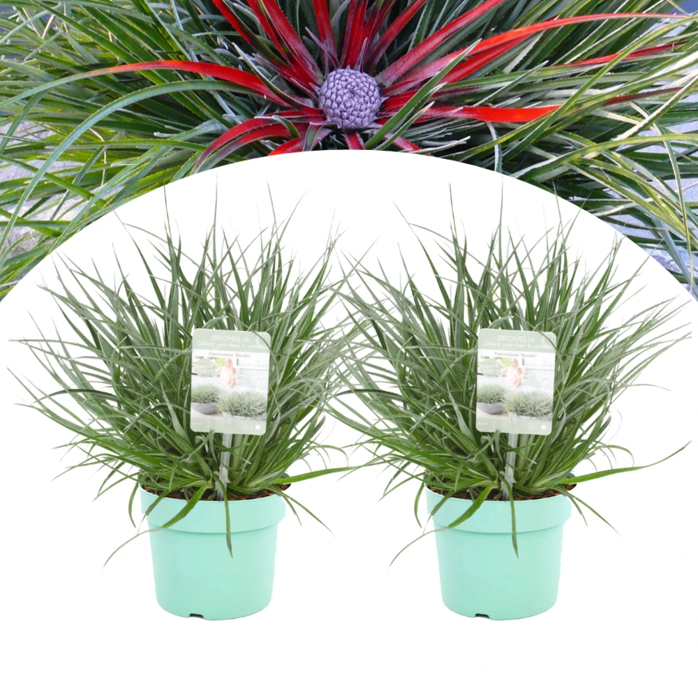 Fascicularia - Set De 2 - Feuilles Bleu-gris - Pot 13cm - Hauteur 20-30cm 3 Fascicularia - Set De 2 - Feuilles Bleu-gris - Pot 13cm - Hauteur 20-30cm