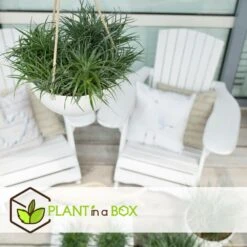 Fascicularia - Set De 2 - Feuilles Bleu-gris - Pot 13cm - Hauteur 20-30cm 11 Fascicularia - Set De 2 - Feuilles Bleu-gris - Pot 13cm - Hauteur 20-30cm -Terre et Verdure 64594ff376f620.10067684