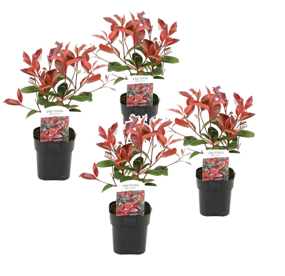 Photinia Fraseri Red Robin - Set De 4 - Pot 17cm - Hauteur 30-40cm 3 Photinia Fraseri Red Robin - Set De 4 - Pot 17cm - Hauteur 30-40cm