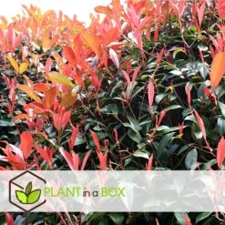 Photinia Fraseri Red Robin - Set De 4 - Pot 17cm - Hauteur 30-40cm 11 Photinia Fraseri Red Robin - Set De 4 - Pot 17cm - Hauteur 30-40cm -Terre et Verdure 64594ff9f1a6e7.80598093