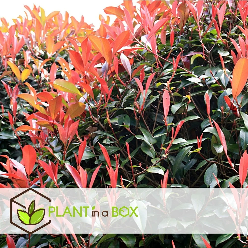 Photinia Fraseri Red Robin - Set De 4 - Pot 17cm - Hauteur 30-40cm 7 Photinia Fraseri Red Robin - Set De 4 - Pot 17cm - Hauteur 30-40cm – Image 5
