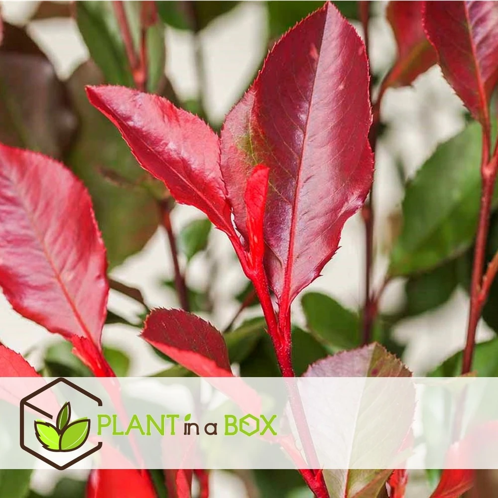 Photinia Fraseri Red Robin - Set De 6 - Pot 17cm - Hauteur 30-40cm 4 Photinia Fraseri Red Robin - Set De 6 - Pot 17cm - Hauteur 30-40cm – Image 2