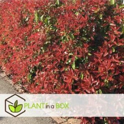 Photinia Fraseri Red Robin - Set De 6 - Pot 17cm - Hauteur 30-40cm 10 Photinia Fraseri Red Robin - Set De 6 - Pot 17cm - Hauteur 30-40cm -Terre et Verdure 6459500a3f3082.23305329