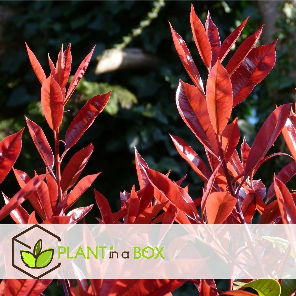Photinia Fraseri Red Robin - Set De 6 - Pot 17cm - Hauteur 30-40cm 5 Photinia Fraseri Red Robin - Set De 6 - Pot 17cm - Hauteur 30-40cm – Image 3