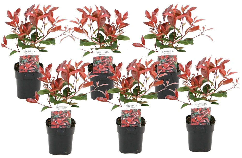 Photinia Fraseri Red Robin - Set De 6 - Pot 17cm - Hauteur 30-40cm 3 Photinia Fraseri Red Robin - Set De 6 - Pot 17cm - Hauteur 30-40cm