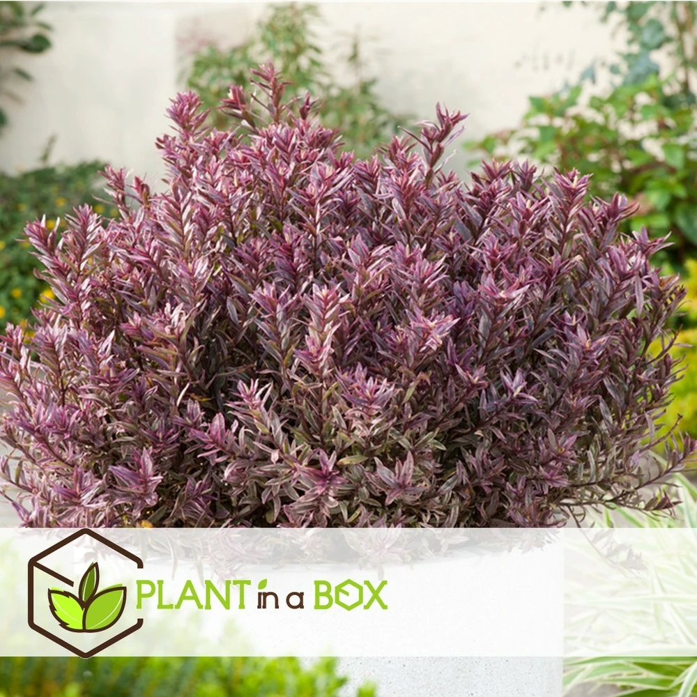 Hebe Pinguifolia - Mélange De 12 - Arbuste - Pot 10.5cm - Hauteur 15-20cm 5 Hebe Pinguifolia - Mélange De 12 - Arbuste - Pot 10.5cm - Hauteur 15-20cm – Image 3