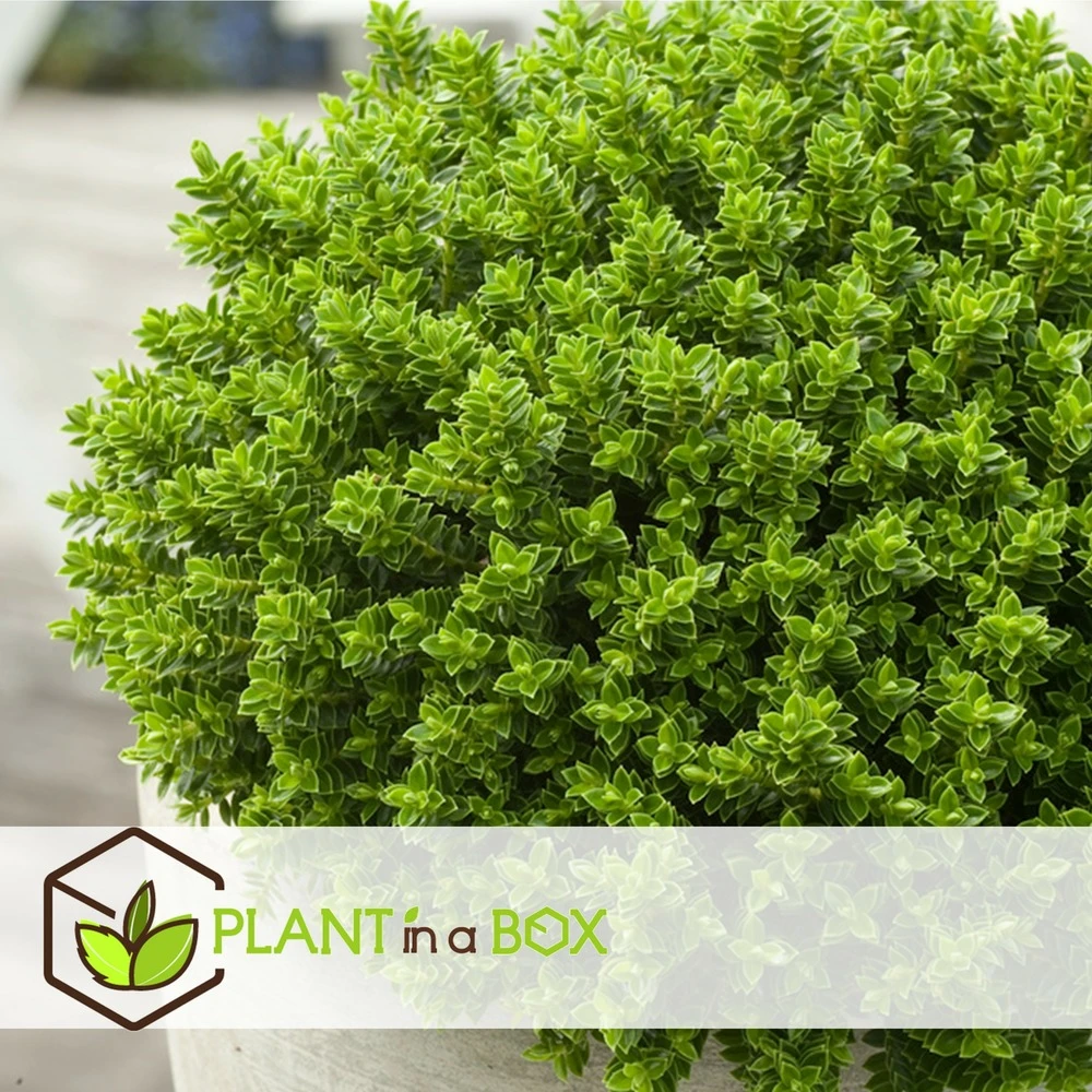 Hebe Pinguifolia - Mélange De 12 - Arbuste - Pot 10.5cm - Hauteur 15-20cm 4 Hebe Pinguifolia - Mélange De 12 - Arbuste - Pot 10.5cm - Hauteur 15-20cm – Image 2