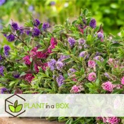 Hebe Pinguifolia - Mélange De 12 - Arbuste - Pot 10.5cm - Hauteur 15-20cm 10 Hebe Pinguifolia - Mélange De 12 - Arbuste - Pot 10.5cm - Hauteur 15-20cm -Terre et Verdure 6459500e708ff1.21350477