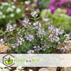 Hebe Pinguifolia - Mélange De 12 - Arbuste - Pot 10.5cm - Hauteur 15-20cm 11 Hebe Pinguifolia - Mélange De 12 - Arbuste - Pot 10.5cm - Hauteur 15-20cm -Terre et Verdure 6459500e849c88.75910708