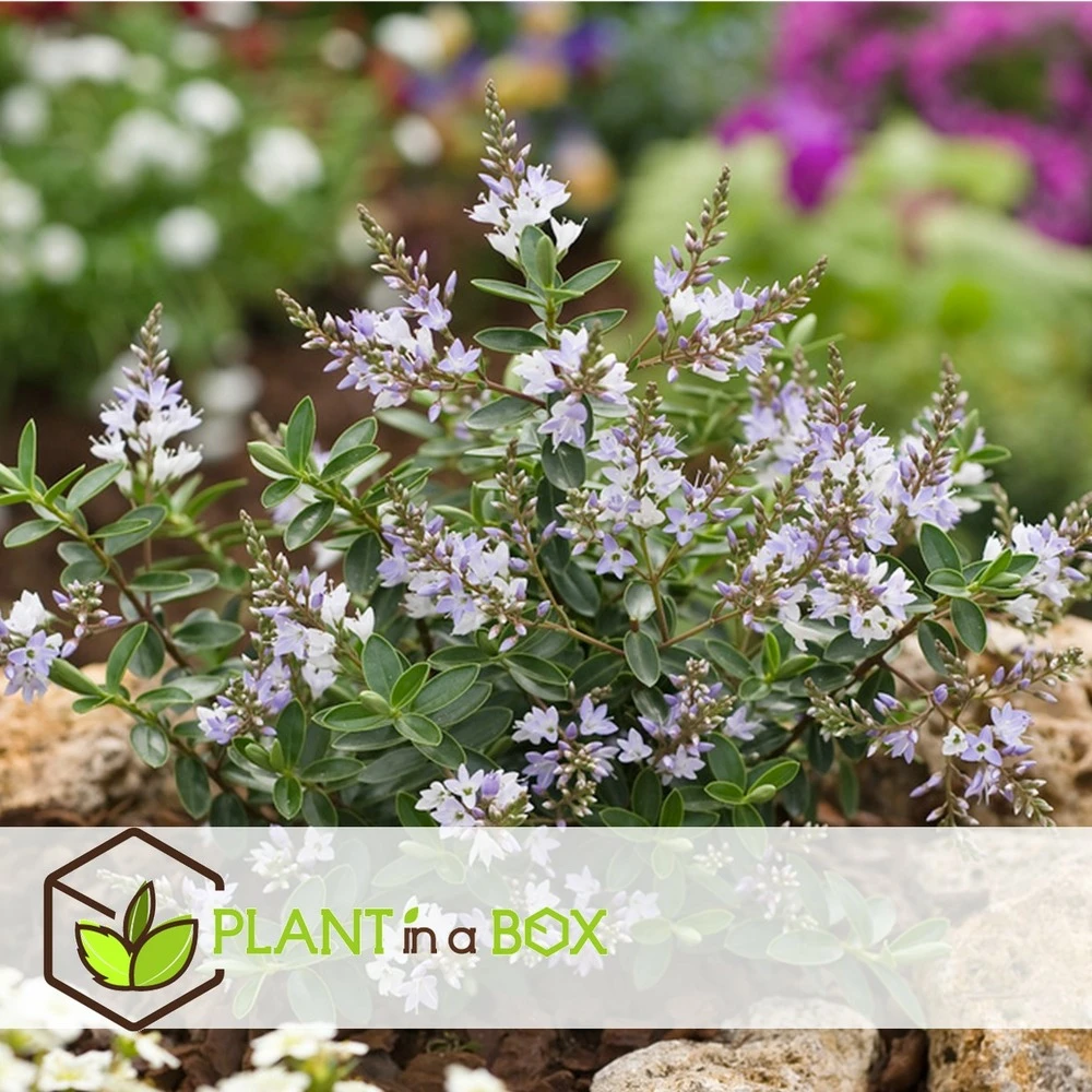 Hebe Pinguifolia - Mélange De 12 - Arbuste - Pot 10.5cm - Hauteur 15-20cm 7 Hebe Pinguifolia - Mélange De 12 - Arbuste - Pot 10.5cm - Hauteur 15-20cm – Image 5