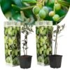 Olea Europaea - Oliviers - Pot 9cm - Hauteur 25-40cm -Terre et Verdure 64595012149db9.80517498