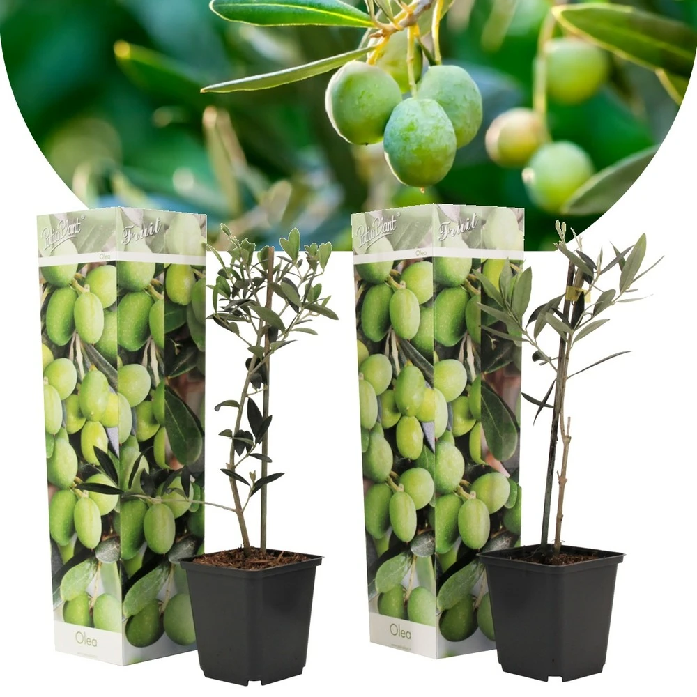 Olea Europaea - Oliviers - Pot 9cm - Hauteur 25-40cm 3 Olea Europaea - Oliviers - Pot 9cm - Hauteur 25-40cm
