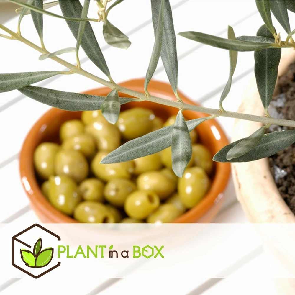 Olea Europaea - Oliviers - Pot 9cm - Hauteur 25-40cm 6 Olea Europaea - Oliviers - Pot 9cm - Hauteur 25-40cm – Image 4